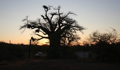 SANParks plans to shoo Zim cattle out of Mapungubwe National Park