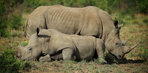 Shocking statistics reveal that Kruger rhino population has dropped by nearly 70% in 10 years