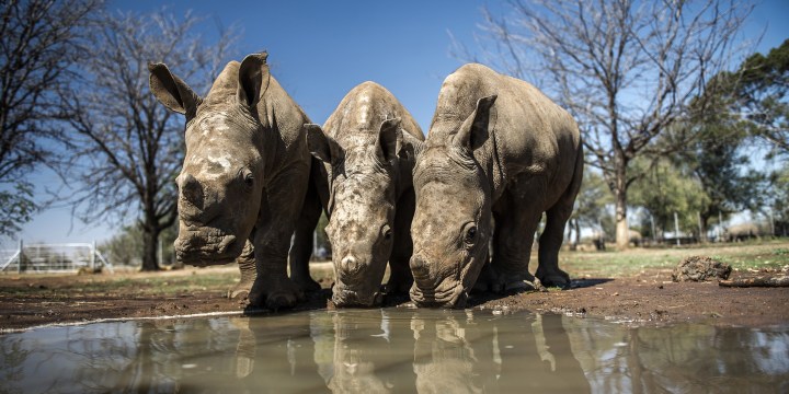 In the war on rhino poaching, data shows private parks are doing a better job