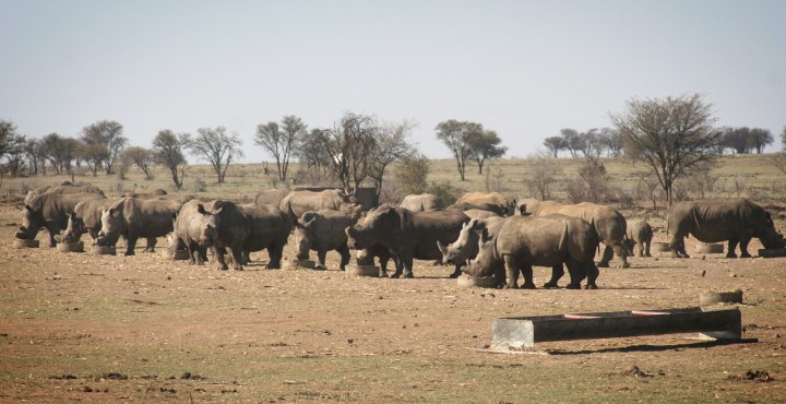 White rhino monopoly capitalism? 28% of SA’s private rhino owners are ‘getting out’ of the species