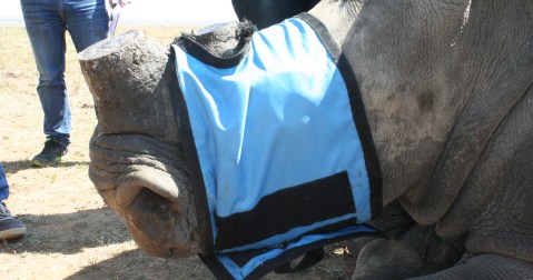 ‘I want my horns back’ says SA rhino baron after trade deal goes pear-shaped