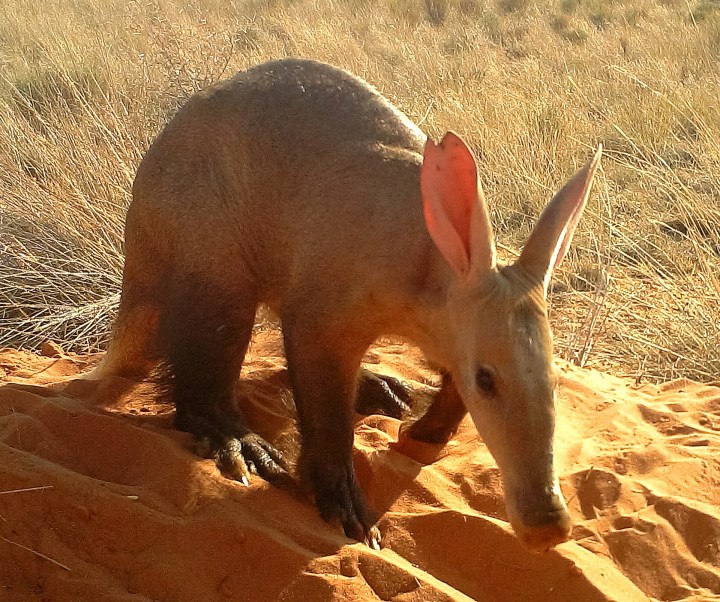 Aardvark starvation: Extreme drought killing off food sources