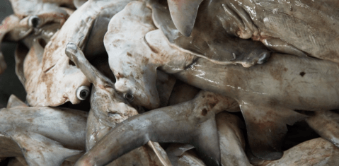 Murky Waters: Inside Congo’s Shark Trade (Video)