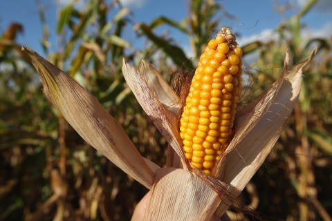 Southern Africa could face another season of poor agricultural output
