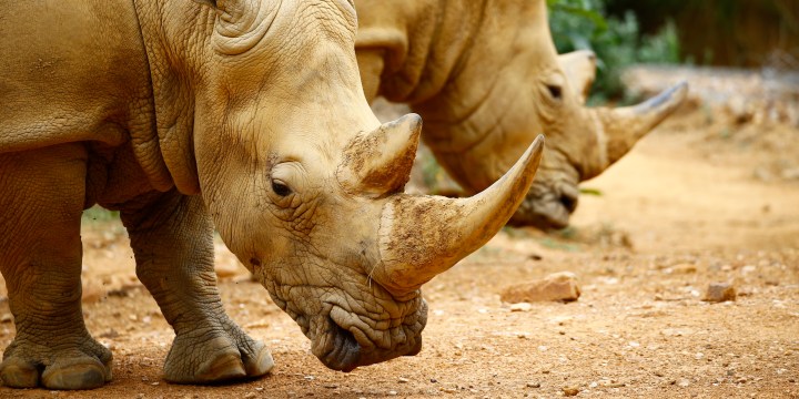 One of the biggest drivers of rhino extinction is social inequality