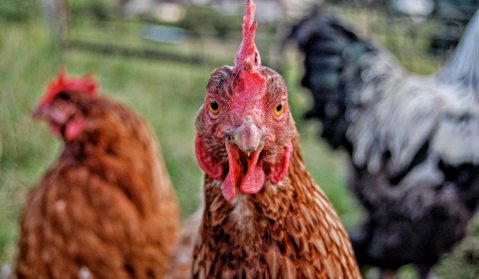AGOA, Inc: When Chickens Come Home to Roast