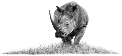 The world’s last rhinos are in bad trouble – here’s why
