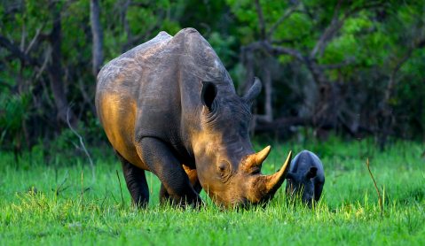 Op-Ed: Want to save rhinos? Look beyond guns and trade