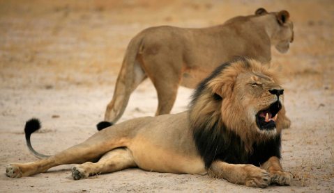 Double controversy hits Southern Africa’s trophy hunting industry