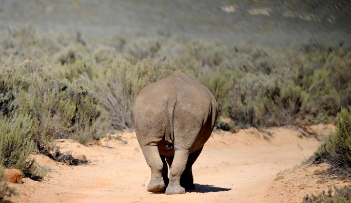 Op-Ed: Are rhinos abandoned by all but South Africa?