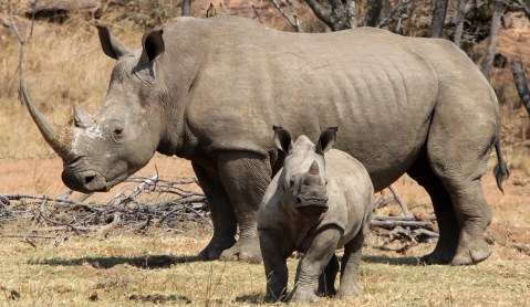 The fight to save SA’s rhinos: What the Minister didn’t say