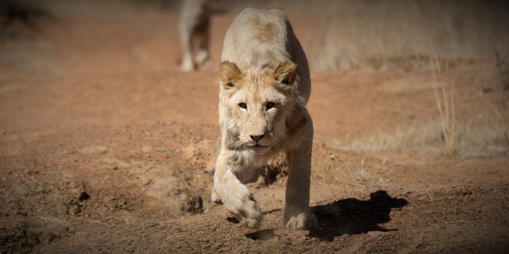 Parliament moves to put the brakes on ‘unethical’ captive lion breeding and bone trade