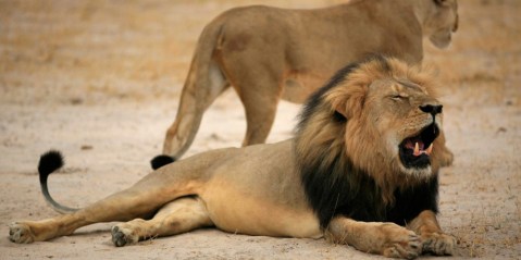 Does trophy hunting really benefit conservation and local communities?