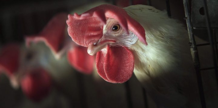 No Sign Of Human Transmission In New Bird Flu Appearance-WHO