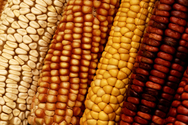 Monsanto suffers big losses amid global slump