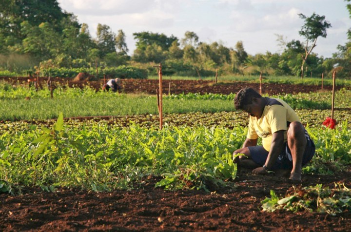 28 January: Mauritians seek investors for food security deal with Mozambique