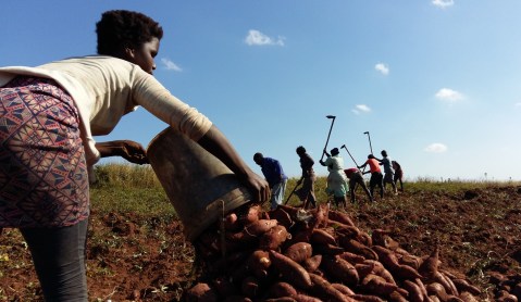 Op-Ed: ‘Resistance is fertile’ – Amadiba agriculture challenges elite mining agenda