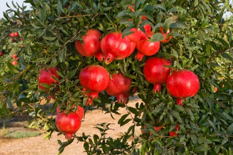 Oudtshoorn’s Wonderful pomegranate jewels glow despite drought