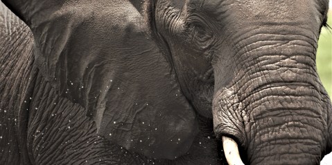 The Great Elephant Debate: Why tourists should not boycott Botswana