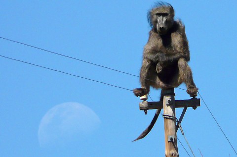 From our vault: The Karoo Chronicles I – The Moon is a Baboon