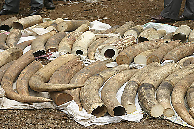 Kenyans make huge ivory haul