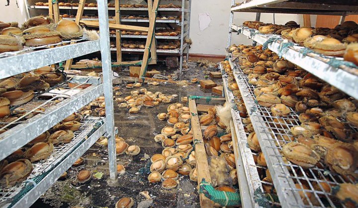 News brief: Blast, stench lead to arrests in two Cape Town ‘abalone’ houses