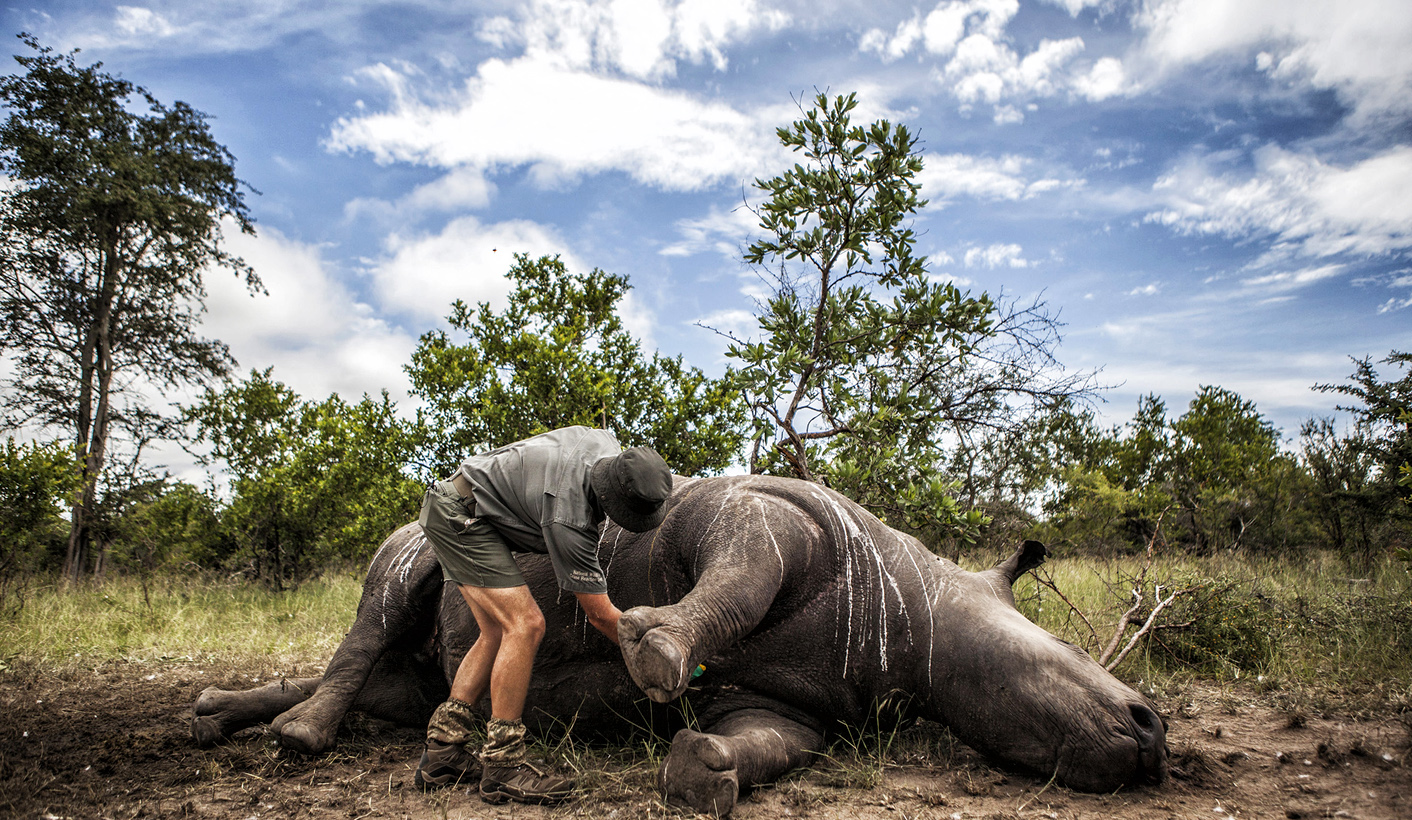 Poaching: SA heads for 1,000 rhino killings for the fif...1412 x 820