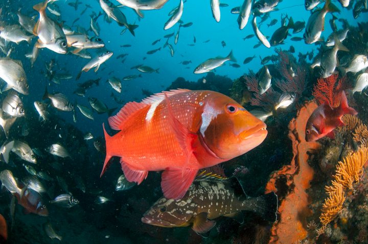 Mining interests ‘stalling’ SA plans to protect more of the ocean