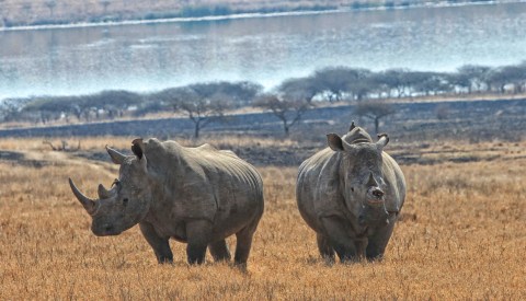 Swift end to nearly 10-year rhino poaching trial
