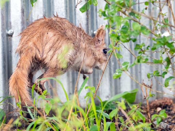Move over Springboks and Wallabies — here come the springhasies