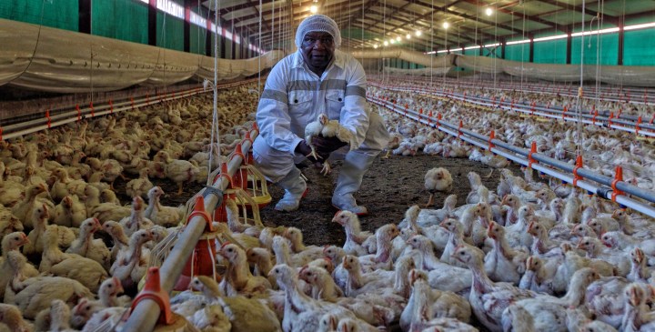 Study the data: Imports are not threatening local chicken production