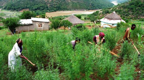 Op-Ed: Marijuana farming – a silver bullet for rural poverty?