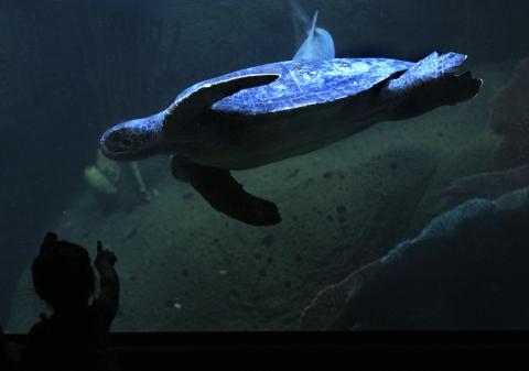 SeaWorld to pay $4 mn fine for downplaying ‘Blackfish’ damage