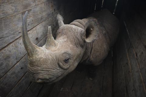 Tenth rhino dead in Kenya after disastrous transfer