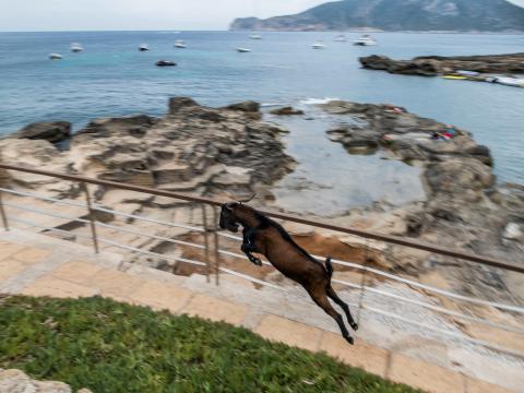 Goat found alive with dagger in back on Camps Bay beach after suspected ritual