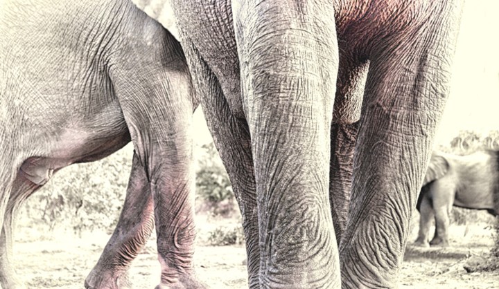 Hunting desert elephants for meat raises a storm – and denials