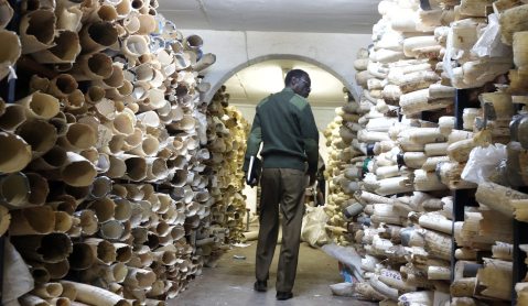 Ivory sales: Fast-track to elephant extinction?