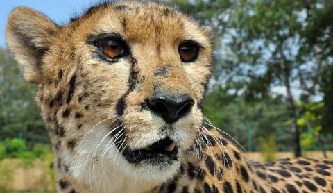 Petted cheetahs are biting back