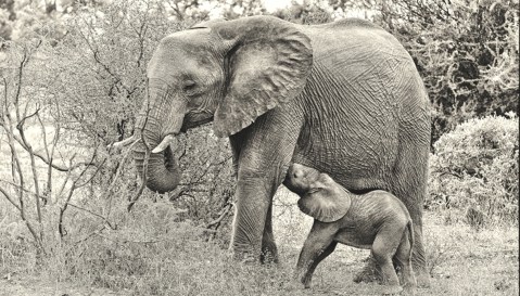 Unmasked: Zimbabwe and the life-threatening sale of baby elephants to China
