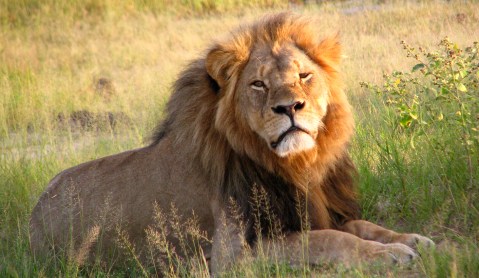 Ed: Did Oxford University researchers sanction hunting of Cecil the lion and his son, Xanda?