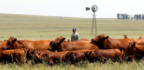 Land reform: Still caught up in politics