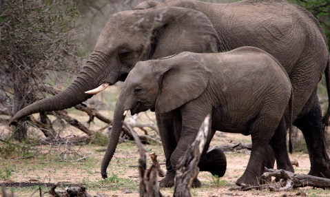 Kruger elephant poaching incident is not ‘the first in more than ten years’