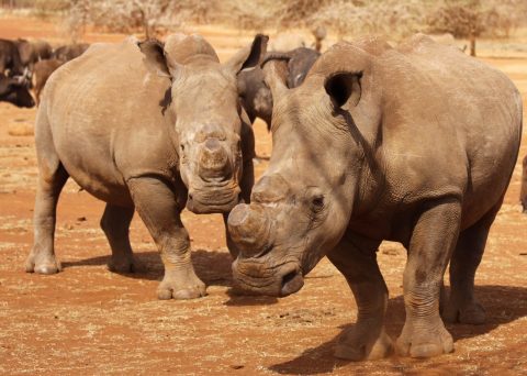 Supply chain of horn from Kruger Park disrupted – investigators