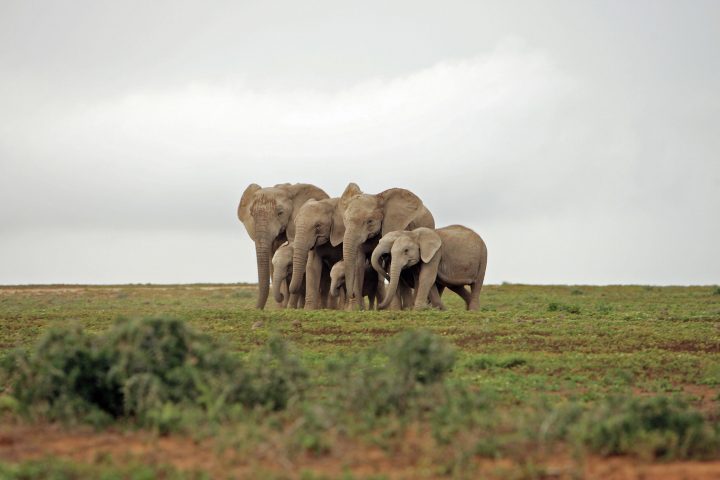 A day trip to Addo Elephant Park where giants roam