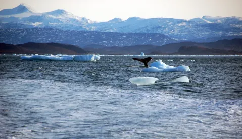 Greenland Adds Nutrient To Ocean In Side-Effect Of Thaw – Study
