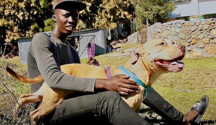 GroundUp: Fire victims in Imizamo Yethu wait to be reunited with their pets
