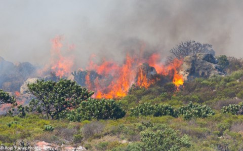 GroundUp: Study finds that climate change threatens fynbos