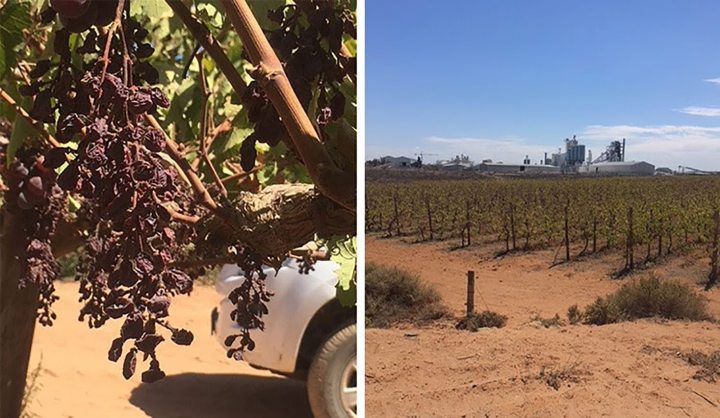 GroundUp: Jobs and profits drying up on Western Cape grape farms