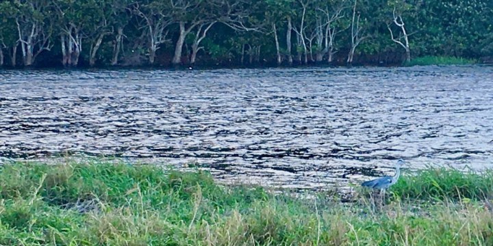 Sick Durban river spoils popular recreational lagoon