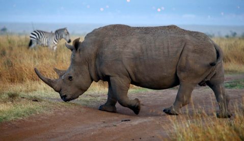 Grumpy Old Man’s Guide To Saving The Rhino